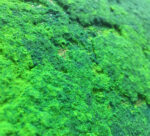 Moss Effect Fox Dekorator [3.5m2] set - Image 2